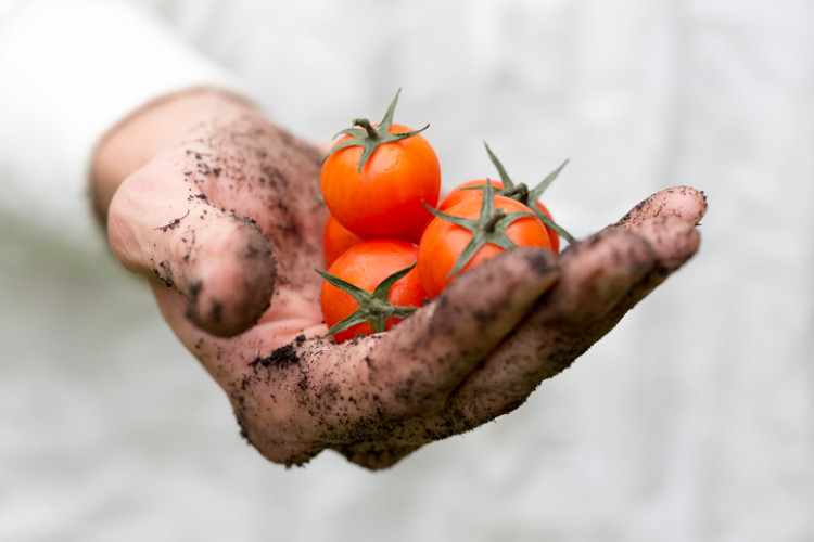 špinavá ruka držící rajčata