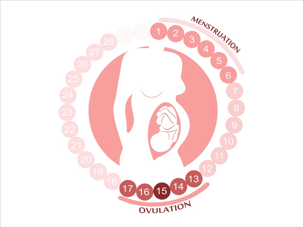 Ženský cyklus: menstruace, ovulace a plodné období