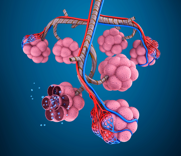 Model plicního sklípku, tedy alveolus, plicní cévy, molekuly kyslíku