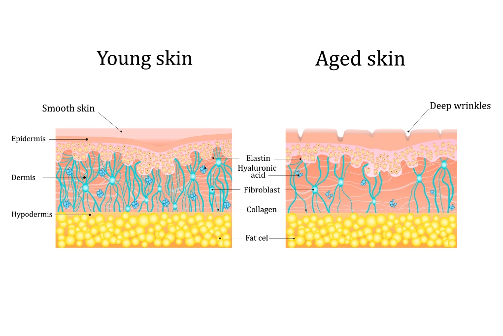 Kůže v mladém a starším věku