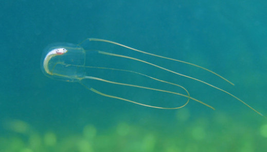průsvitná medúza plovoucí v tyrkysovém moři