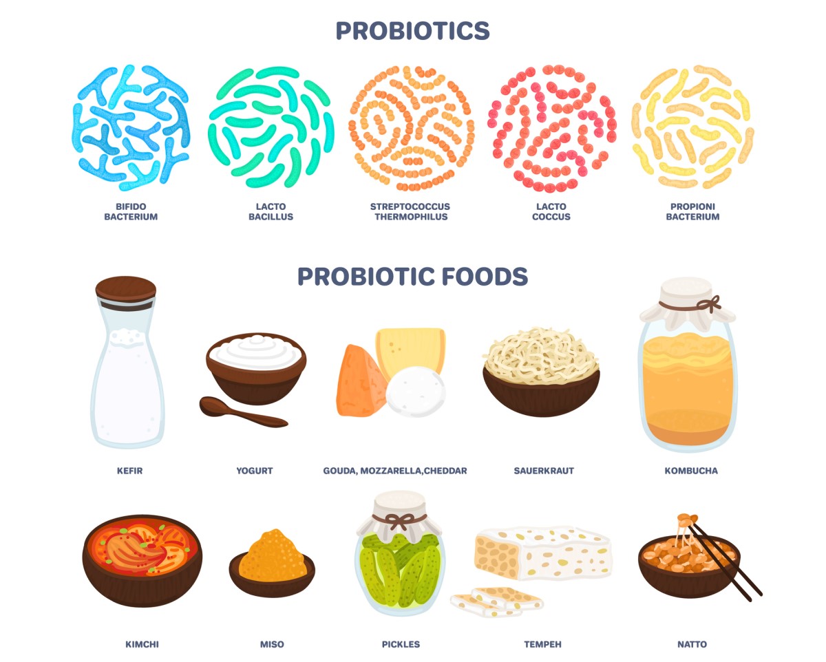 Probiotika: probiotika ve stravě upravující bakteriální rovnováhu a funkci trávicího traktu - kefír, jogurt, sýry - gouda, mozzarella, čedar, kombucha, kimči, kyselé okurky a další.