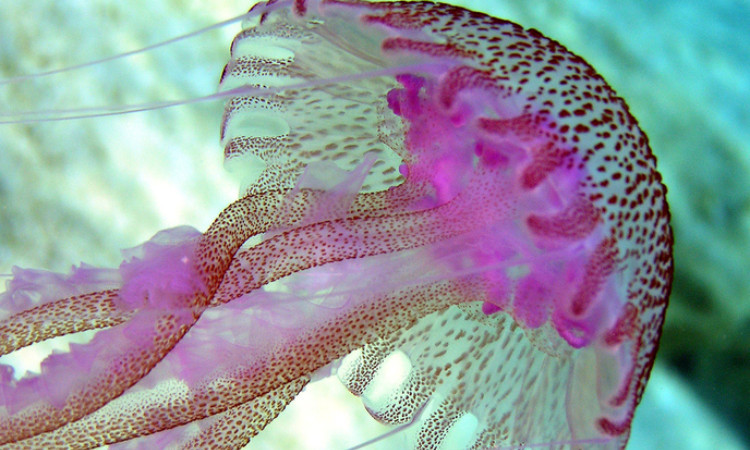 fialovo - růžová medúza