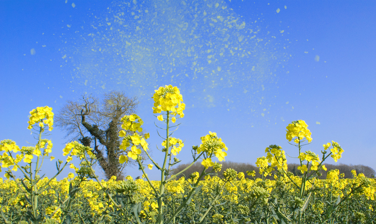 Senná rýma jako alergie na pyl. Rozkvetlá louka, žluté kvety
