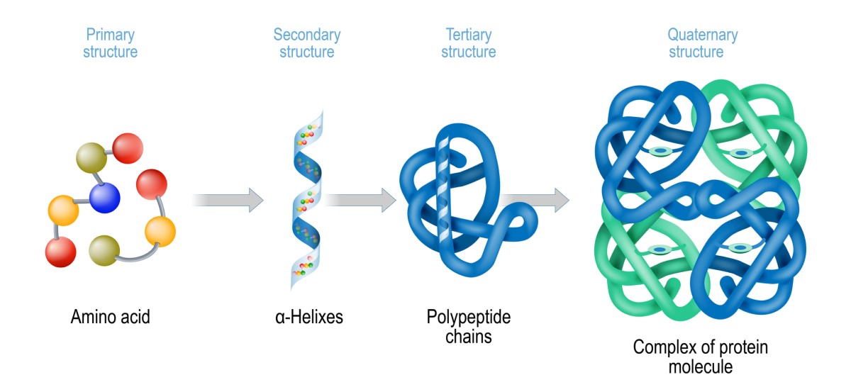 Struktura proteinu - schematické znázornění