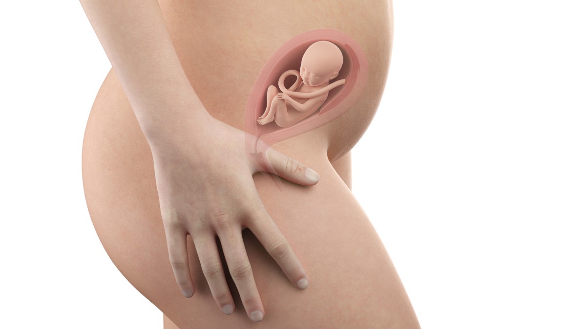 Těhotná žena a anatomický pohled na plod v děloze ve 21. týdnu těhotenství