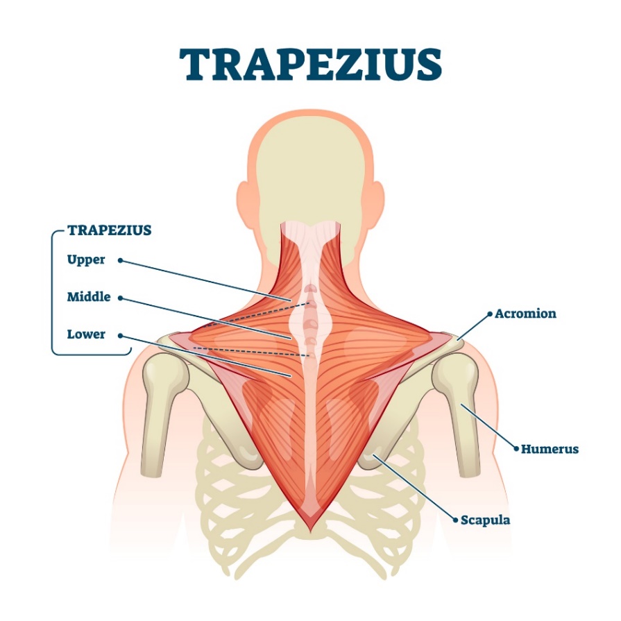 Trapézový sval (musculus trapezius) - horní, střední a dolní vlákno svalu. Akromion (výběžek lopatky nad ramenním kloubem, Humerus - pažní kost, Scapula - lopatková kost).
