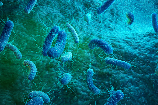 mikroskopicky zväcšené baktérie
