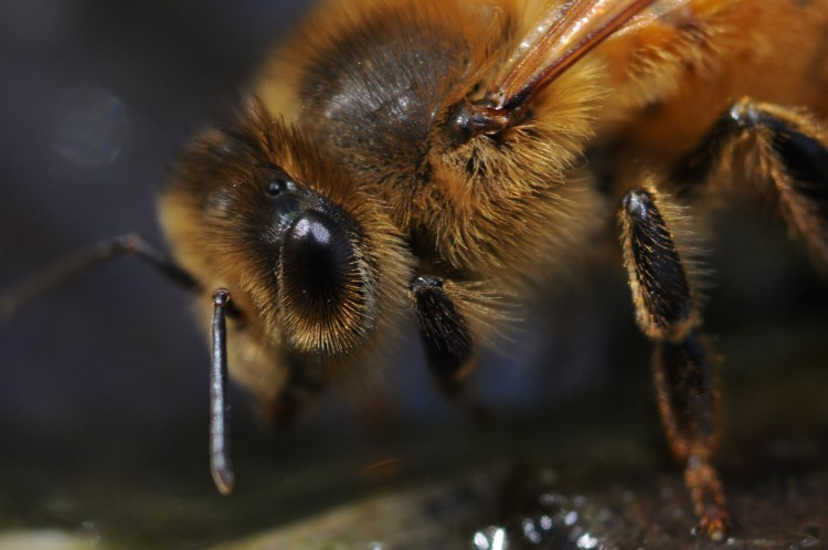 včela žluté barvy z blízka z profilu