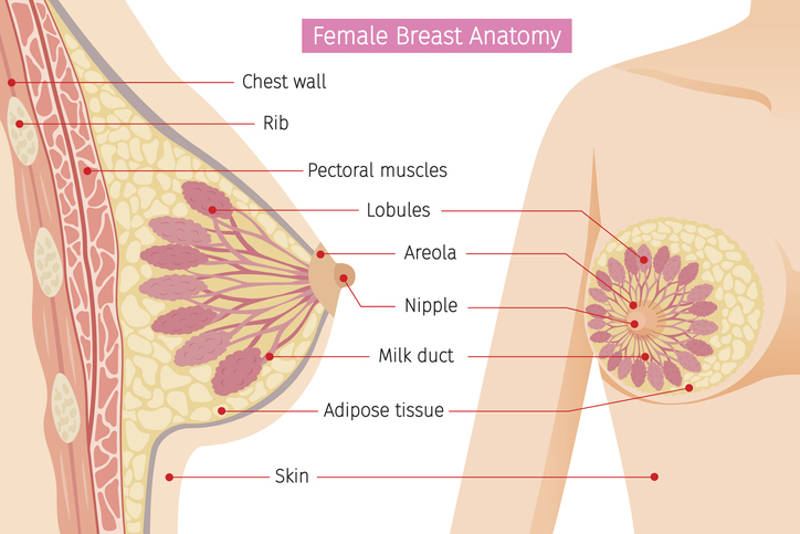 Anatomie ženských prsou