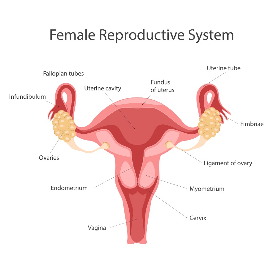 Ženský reprodukční systém