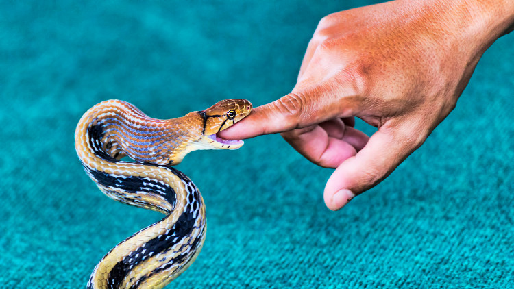 žlutě hnědý had je zakousnutý v ukazováčku ruky člověka
