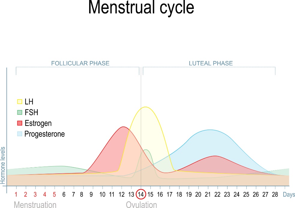 Změna hladiny pohlavních hormonů během menstruačního cyklu