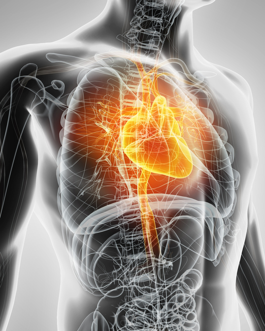 Model srdce, kardiovaskulární systém, respirační a trávicí systém