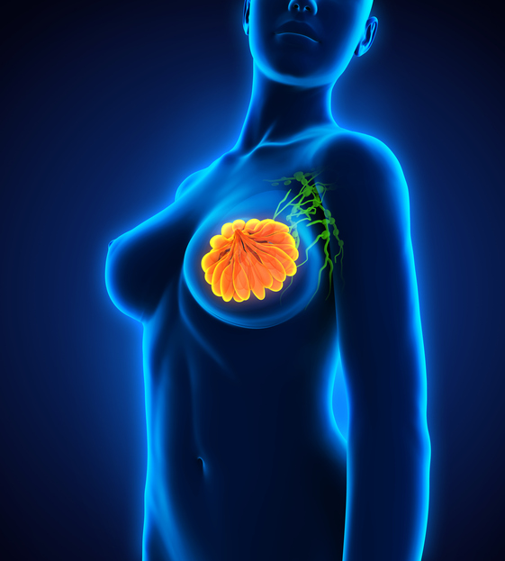 Model ženy, prsní žláza, podpažní mízní uzliny
