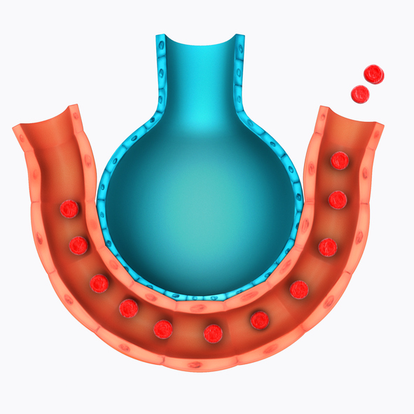 Plicní sklípky, alveolus, a přilehlá céva, schématické znázornění prostoru výměny dýchacích plynů