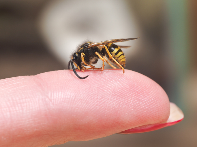 Vosa sedí na prstu,znak alergie na štípnutí hmyzem