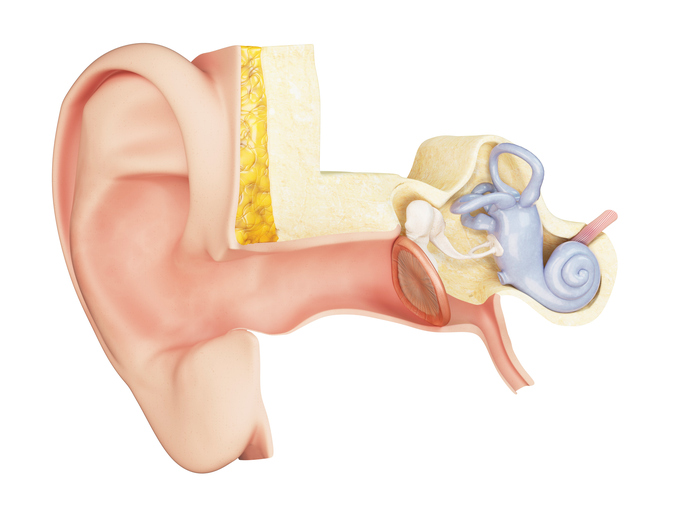 střední ucho anatomické zobrazení