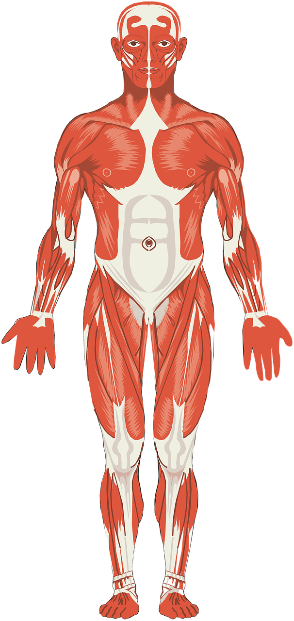 svaly těla