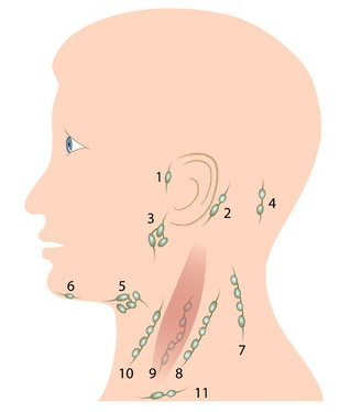 Model lymfatických uzlin hlavy a krku