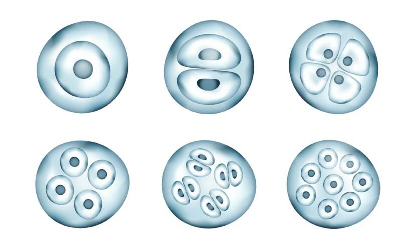 Mitotické dělení buněk. Zdroj foto: Getty images