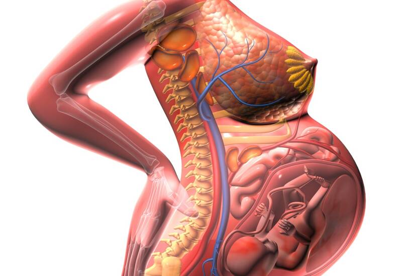 Anatomický pohled na rostoucí dělohu a tlak na okolní orgány. Zdroj: Getty Images