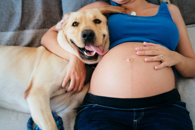 Těhotná žena a domácí mazlíčci. Zdroj foto: Getty Images