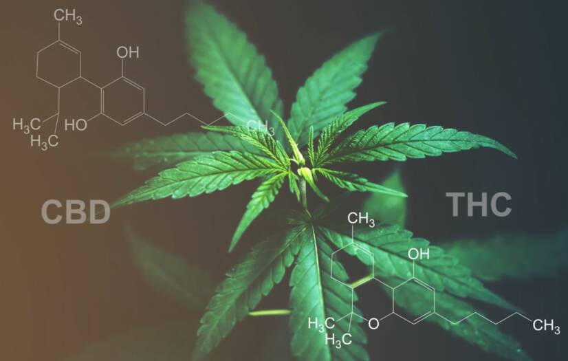 CBD versus THC: Znáte rozdíl v účincích a použití?