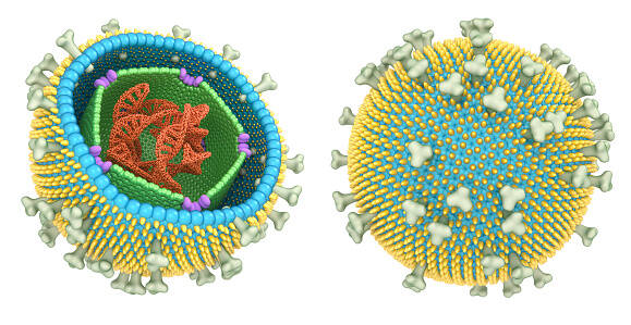 Mononukleóza: virus Epstein-Barrové - EBV - jak ho neznáme? + Příznaky