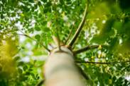 Moringa oleifera: Znáte tento jedlý strom? Jaké jsou účinky moringy?