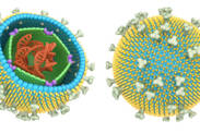 Mononukleóza: virus Epstein-Barrové - EBV - jak ho neznáme? + Příznaky