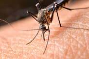 Štípnutí komárem: Podle čeho si vybírají oběti a jak se dá chránit?